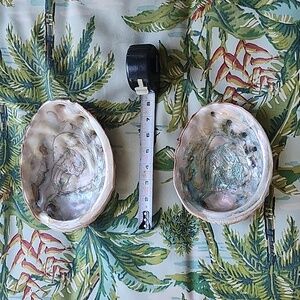 Set Of Two Abalone Shells